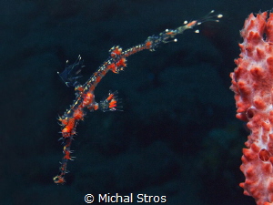 Ornate Ghost Pipefish by Michal Stros 
